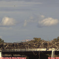16_05-mast.jpg
