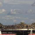 16_20-mast.jpg