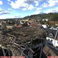 16_35-nest.jpg