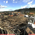 16_40-nest.jpg