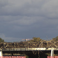 16_45-mast.jpg