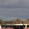 16_50-mast.jpg