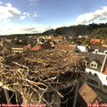16_50-nest.jpg