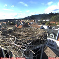 17_00-nest.jpg