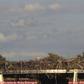 17_25-mast.jpg