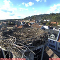 17_25-nest.jpg