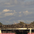 17_30-mast.jpg