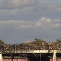 17_35-mast.jpg
