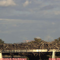 17_45-mast.jpg
