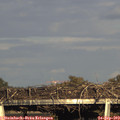 17_50-mast.jpg