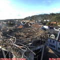 17_50-nest.jpg