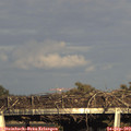17_55-mast.jpg