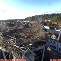 18_00-nest.jpg