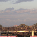 18_50-mast.jpg