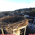 07_30-nest.jpg