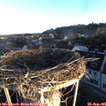 07_35-nest.jpg