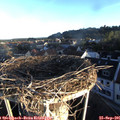07_40-nest.jpg