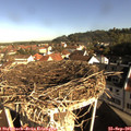09_00-nest.jpg