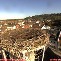 09_20-nest.jpg