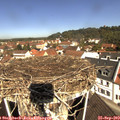 11_10-nest.jpg