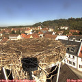 11_15-nest.jpg
