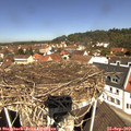11_40-nest.jpg