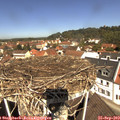 11_45-nest.jpg