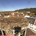 11_50-nest.jpg