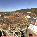 13_15-nest.jpg