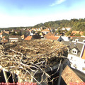 15_50-nest.jpg