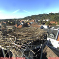16_20-nest.jpg