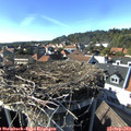 16_30-nest.jpg