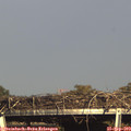 16_50-mast.jpg