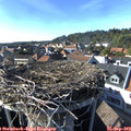 16_50-nest.jpg