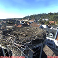 16_55-nest.jpg
