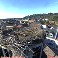 17_00-nest.jpg