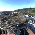 17_05-nest.jpg