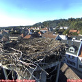 17_10-nest.jpg