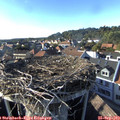 17_20-nest.jpg