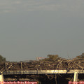 17_30-mast.jpg