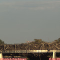 17_35-mast.jpg