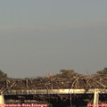 17_50-mast.jpg
