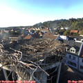 17_50-nest.jpg