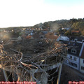 18_50-nest.jpg