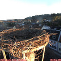 07_25-nest.jpg