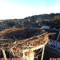 07_30-nest.jpg