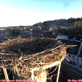 07_35-nest.jpg