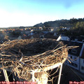 07_40-nest.jpg