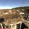 09_50-nest.jpg