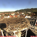 09_55-nest.jpg